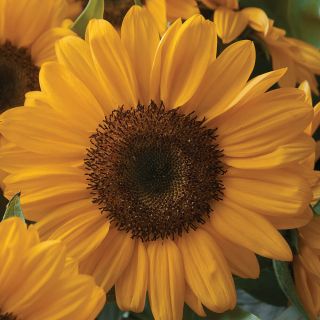 Sunrich Summer Provence Sunflower Thumbnail